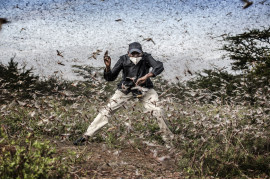 fot. Luis Tato, Hiszpania, "Fighting Locust Invasion in East Africa" / World Press Photo 2021<br></br><br></br>Na początku 2020 roku Kenia doświadczyła największej inwazji szarańczy pustynnej od 70 lat. Szarańcza mnożyła się i atakowała nowe obszary w poszukiwaniu pożywienia, docierając do Kenii i rozprzestrzeniając się po innych krajach wschodniej Afryki.<br></br><br></br>Szarańcza pustynna, Gregaria Schistocerca, jest potencjalnie najbardziej niszczycielską ze wszystkich szarańczy, ponieważ roje mogą szybko latać na duże odległości, pokonując do 150 kilometrów dziennie. Pojedynczy rój może zawierać od 40 do 80 milionów osobników na kilometr kwadratowy. Każda szarańcza może każdego dnia zjeść rośliny o wadze swojego ciała - rój wielkości Paryża mógłby w ciągu jednego dnia zjeść taką samą ilość pożywienia, jak połowa populacji Francji.<br></br><br></br>Jeszcze przed epidemią prawie 20 milionów ludzi stanęło w obliczu głodu w regionie Afryki Wschodniej, z powodu okresowych susz i powodzi. Z kolei ograniczenia dotyczące COVID-19 w regionie spowolniły wysiłki w walce z plagą, ponieważ łańcuchy dostaw pestycydów zostały zakłócone.