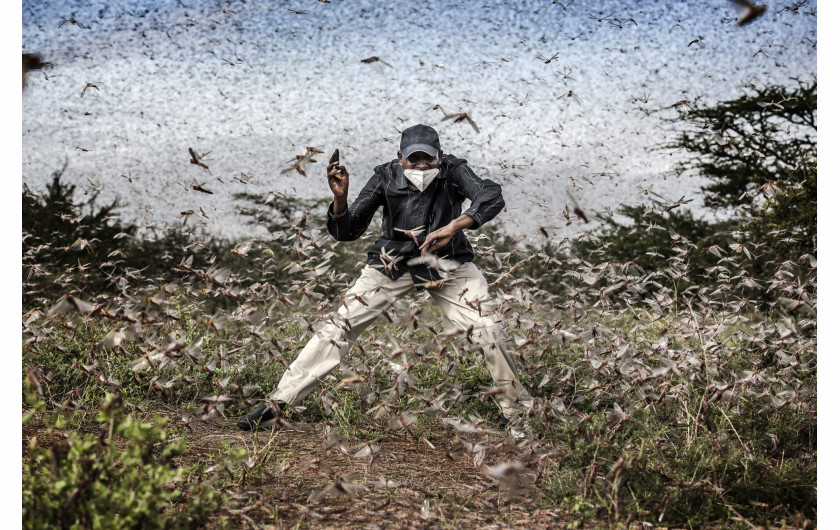 fot. Luis Tato, Hiszpania, Fighting Locust Invasion in East Africa / World Press Photo 2021Na początku 2020 roku Kenia doświadczyła największej inwazji szarańczy pustynnej od 70 lat. Szarańcza mnożyła się i atakowała nowe obszary w poszukiwaniu pożywienia, docierając do Kenii i rozprzestrzeniając się po innych krajach wschodniej Afryki.Szarańcza pustynna, Gregaria Schistocerca, jest potencjalnie najbardziej niszczycielską ze wszystkich szarańczy, ponieważ roje mogą szybko latać na duże odległości, pokonując do 150 kilometrów dziennie. Pojedynczy rój może zawierać od 40 do 80 milionów osobników na kilometr kwadratowy. Każda szarańcza może każdego dnia zjeść rośliny o wadze swojego ciała - rój wielkości Paryża mógłby w ciągu jednego dnia zjeść taką samą ilość pożywienia, jak połowa populacji Francji.Jeszcze przed epidemią prawie 20 milionów ludzi stanęło w obliczu głodu w regionie Afryki Wschodniej, z powodu okresowych susz i powodzi. Z kolei ograniczenia dotyczące COVID-19 w regionie spowolniły wysiłki w walce z plagą, ponieważ łańcuchy dostaw pestycydów zostały zakłócone.