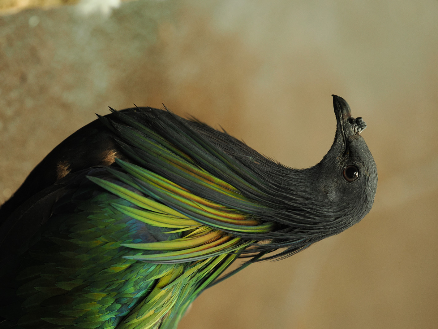 1/200 s, f/2.8, ISO 1600, 111.0 mm