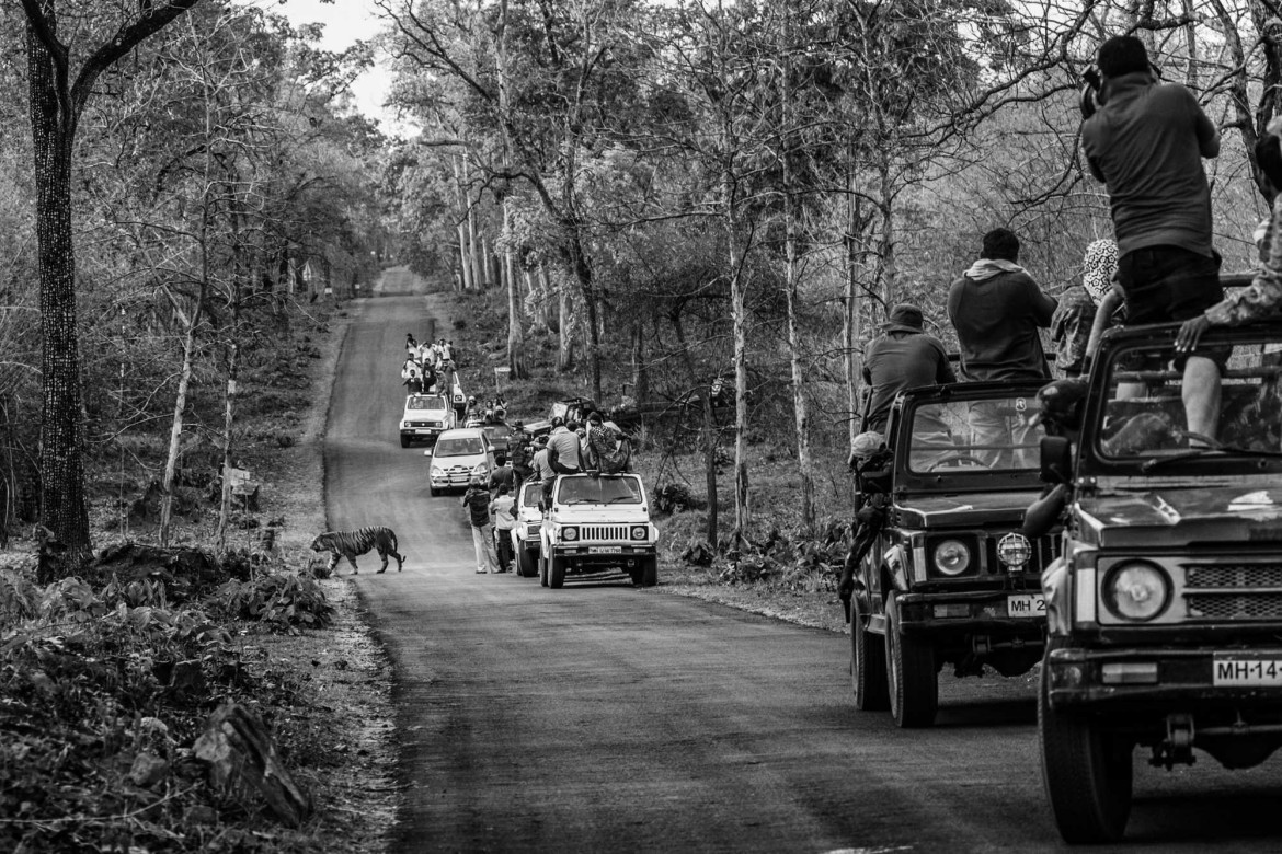 fot. Senthil Kumaran, "Boundaries: Human-Tiger Conflict", nagroda WPP w okręgu azjatyckim<br></br><br></br>Tygrysy bengalskie, których populacja szacowana jest na ok. 3000 osobników uznane są w Indiach za gatunek zagrożony. Rozwój upraw i miast zmniejsza ich naturalne siedliska, ograniczając jednocześnie obszar polowań. Utrzymanie tubylczch wiosek na obrzeżach rezerwatów zależy często od zwierząt gospodarskich i rolnictwa. Konflikt pojawia się, gdy tygrysy zabijają zwierzęta gospodarskie, a czasem także ludzi.