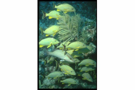 Z podziwem obserwowałem determinacje tych niewielkich, żółtych rybek. Broniąc swojego kawałka rafy, odważnie atakowały obiektyw mojego aparatu.
