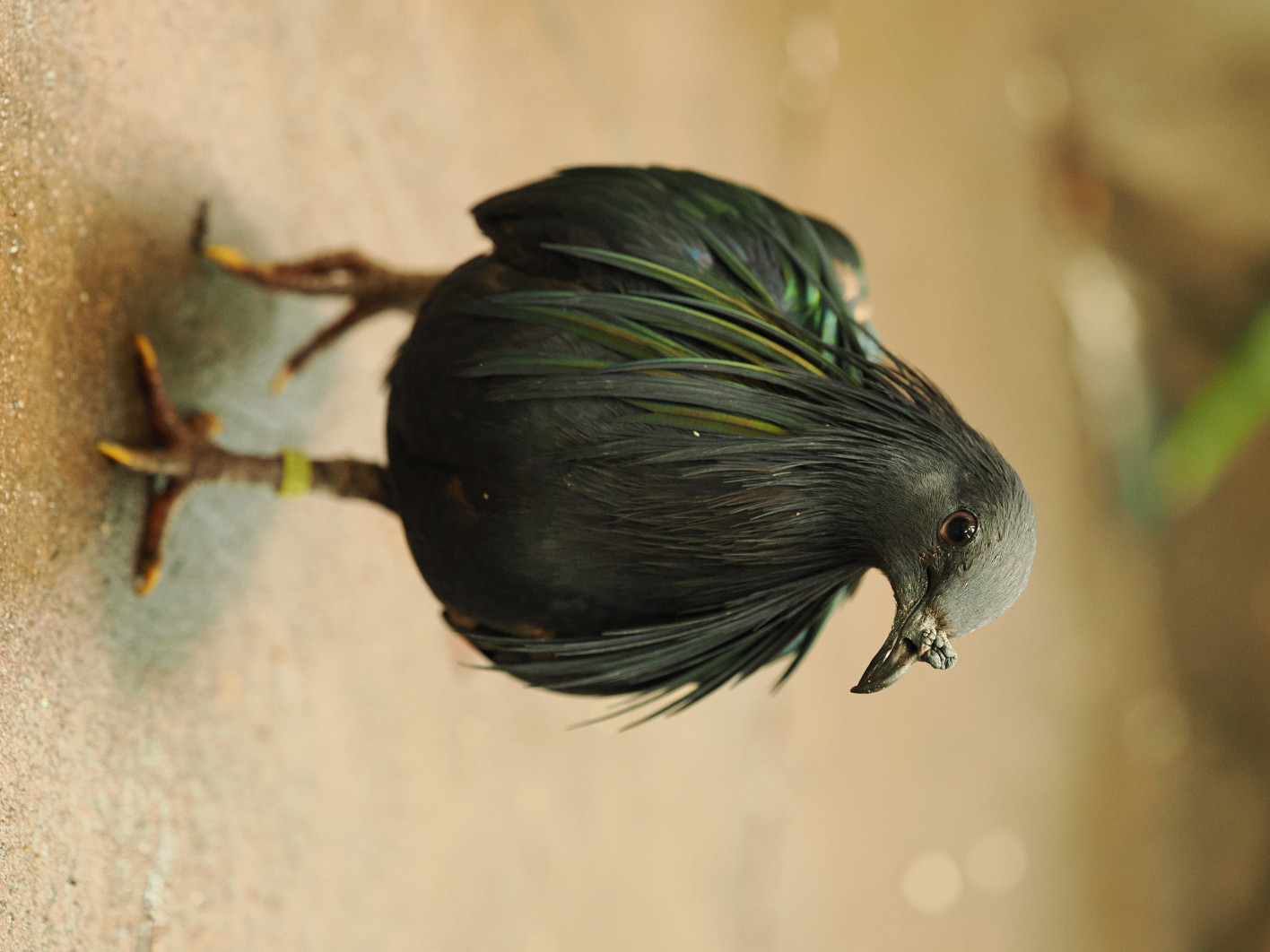 1/100 s, f/2.8, ISO 1600, 111.0 mm