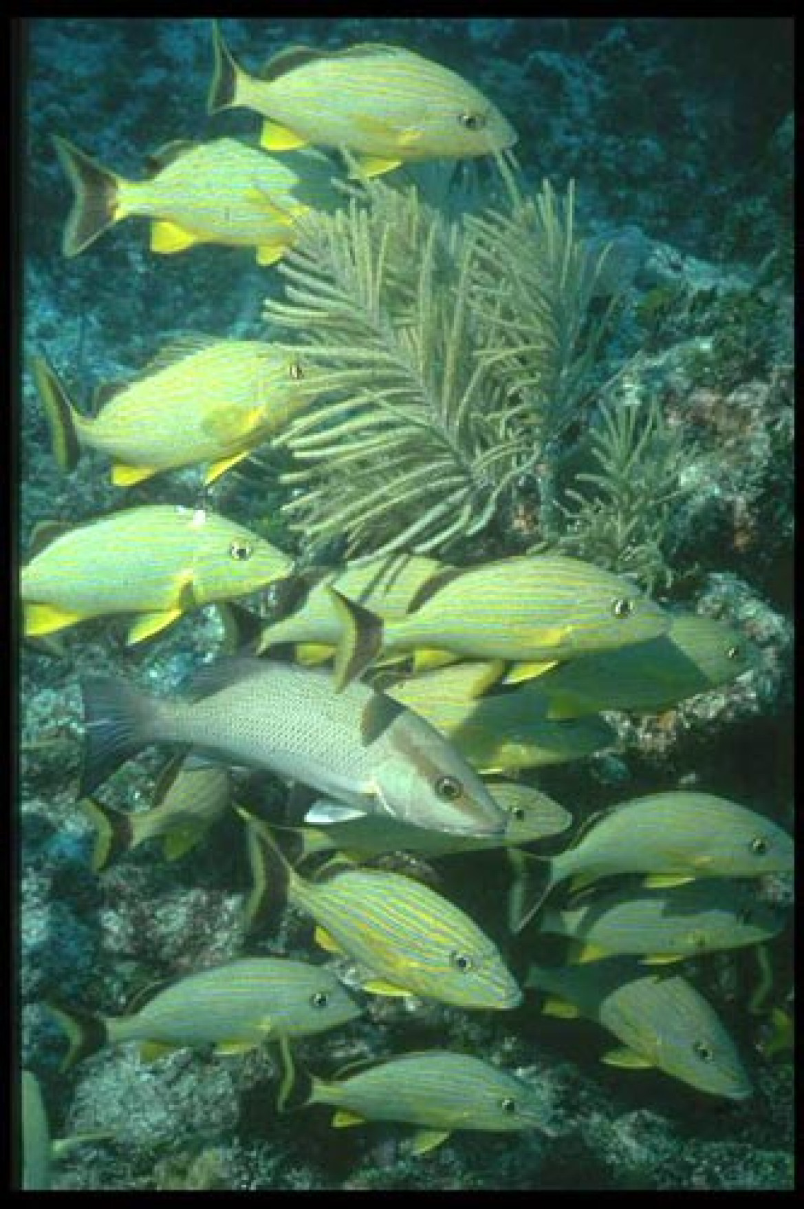 Z podziwem obserwowałem determinacje tych niewielkich, żółtych rybek. Broniąc swojego kawałka rafy, odważnie atakowały obiektyw mojego aparatu.