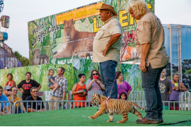 fot. Steve Winter / National Geographic, "The Tigers Next Door", 2. miejsce w kategorii Contemporary Issues<br></br><br></br>W USA żyje od 5000 do 10000 tygrysów. Osoby prywatne trzymają je jako zwierzęta domowe, a niektóre małe ogrody zoologiczne pozwalają odwiedzającym na fotografowanie się z tymi dzikimi zwierzętami. Dla porównania, w Azji jest tylko 3900 dzikich tygrysów, a kolejne 1659 w akredytowanych ogrodach zoologicznych na całym świecie. Wiele egzotycznych zwierząt żyjących w Ameryce nie jest objętych Ustawą o zagrożonych gatunkach z 1973 r., która ma zastosowanie tylko do tych urodzonych na wolności w naturze, a nie hodowanych w niewoli. Ilość dochodzenie prowadzonych przez Departament Rolnictwa Stanów Zjednoczonych (USDA), którego zadaniem jest egzekwowanie ustawy o dobrostanie zwierząt, spadła o 92% między 2016 a 2018 r. W czerwcu zeszłego roku amerykańska Izba Reprezentantów upomniała USDA i zaproponowała projekt federalnej ustawy o bezpieczeństwie publicznym „Big Cat”. Ma ona przeciwdziałać rosnącej liczbie prywatnych właścicieli a także zmniejszyć liczbę zwierząt w nielegalnym obiegu i utrudnić ich sprzedaż do innych krajów.