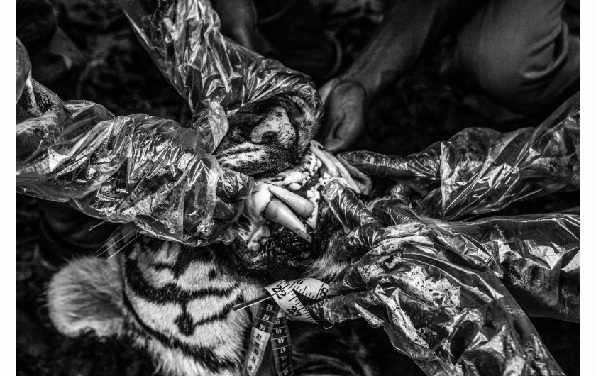 fot. Senthil Kumaran, Boundaries: Human-Tiger Conflict, nagroda WPP w okręgu azjatyckimTygrysy bengalskie, których populacja szacowana jest na ok. 3000 osobników uznane są w Indiach za gatunek zagrożony. Rozwój upraw i miast zmniejsza ich naturalne siedliska, ograniczając jednocześnie obszar polowań. Utrzymanie tubylczch wiosek na obrzeżach rezerwatów zależy często od zwierząt gospodarskich i rolnictwa. Konflikt pojawia się, gdy tygrysy zabijają zwierzęta gospodarskie, a czasem także ludzi.