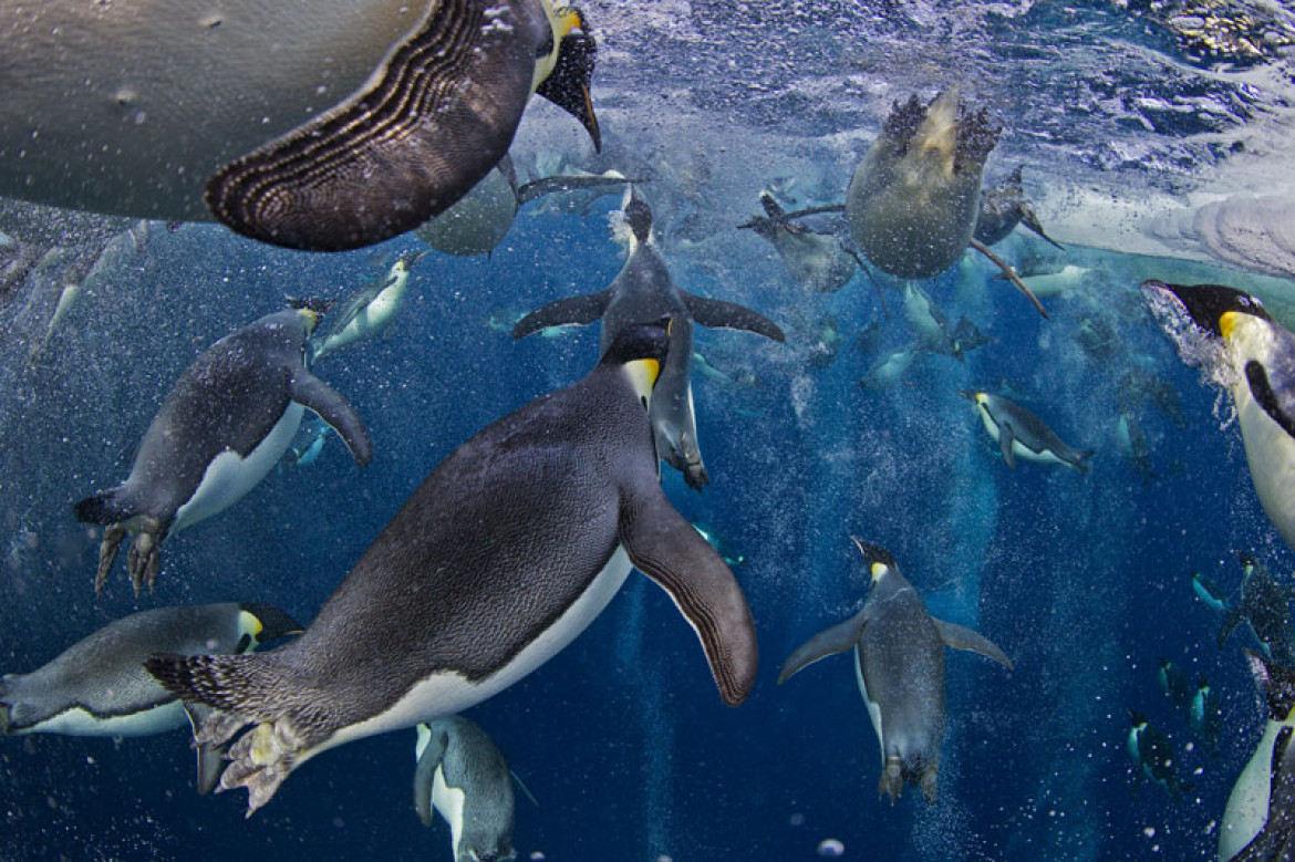 Paul Nicklen, Canada, National Geographic magazine