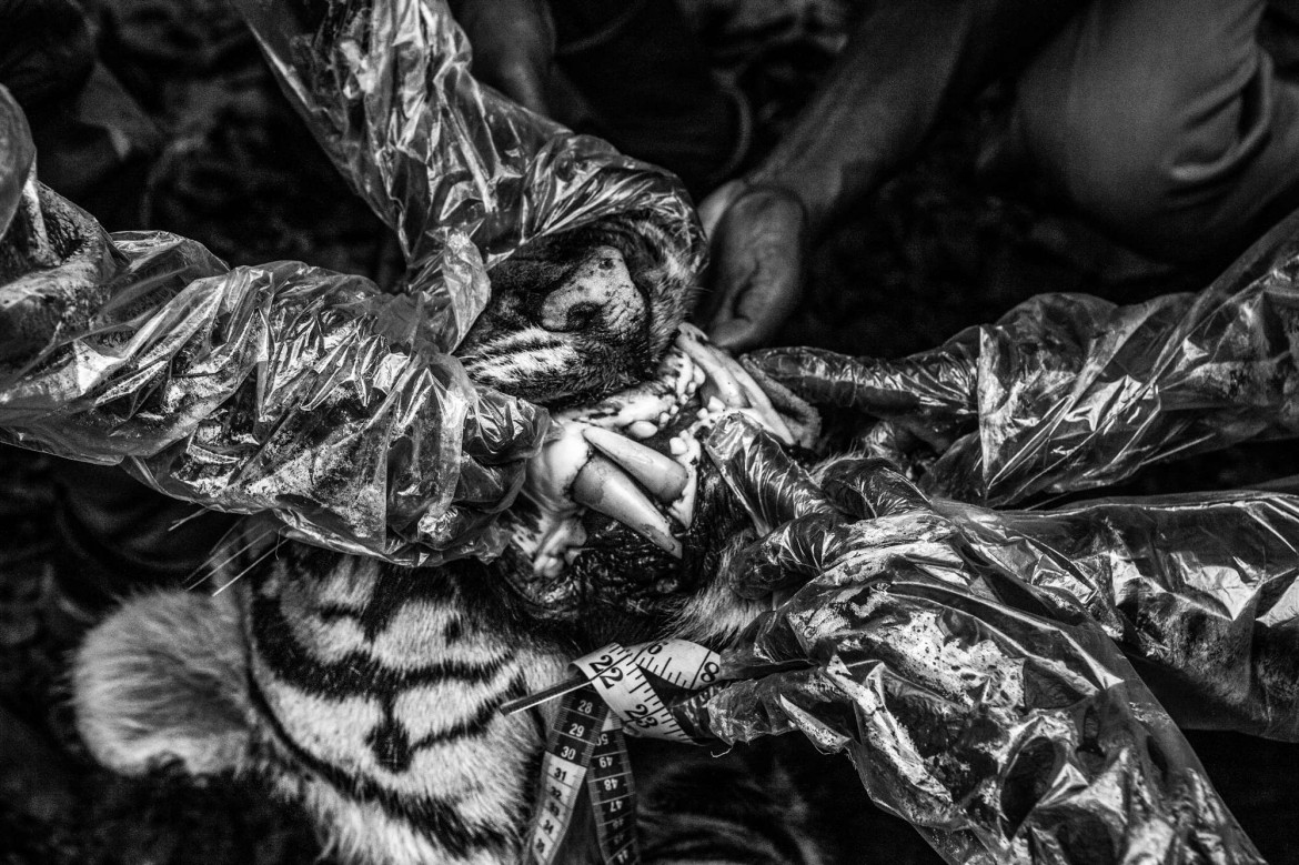 fot. Senthil Kumaran, "Boundaries: Human-Tiger Conflict", nagroda WPP w okręgu azjatyckim<br></br><br></br>Tygrysy bengalskie, których populacja szacowana jest na ok. 3000 osobników uznane są w Indiach za gatunek zagrożony. Rozwój upraw i miast zmniejsza ich naturalne siedliska, ograniczając jednocześnie obszar polowań. Utrzymanie tubylczch wiosek na obrzeżach rezerwatów zależy często od zwierząt gospodarskich i rolnictwa. Konflikt pojawia się, gdy tygrysy zabijają zwierzęta gospodarskie, a czasem także ludzi.