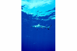 Przyznacie, ze rekin w błękitnej toni Południowego Pacyfiku wygląda niezwykle.
