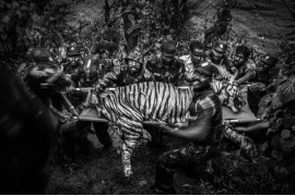 fot. Senthil Kumaran, "Boundaries: Human-Tiger Conflict", nagroda WPP w okręgu azjatyckim<br></br><br></br>Tygrysy bengalskie, których populacja szacowana jest na ok. 3000 osobników uznane są w Indiach za gatunek zagrożony. Rozwój upraw i miast zmniejsza ich naturalne siedliska, ograniczając jednocześnie obszar polowań. Utrzymanie tubylczch wiosek na obrzeżach rezerwatów zależy często od zwierząt gospodarskich i rolnictwa. Konflikt pojawia się, gdy tygrysy zabijają zwierzęta gospodarskie, a czasem także ludzi.
