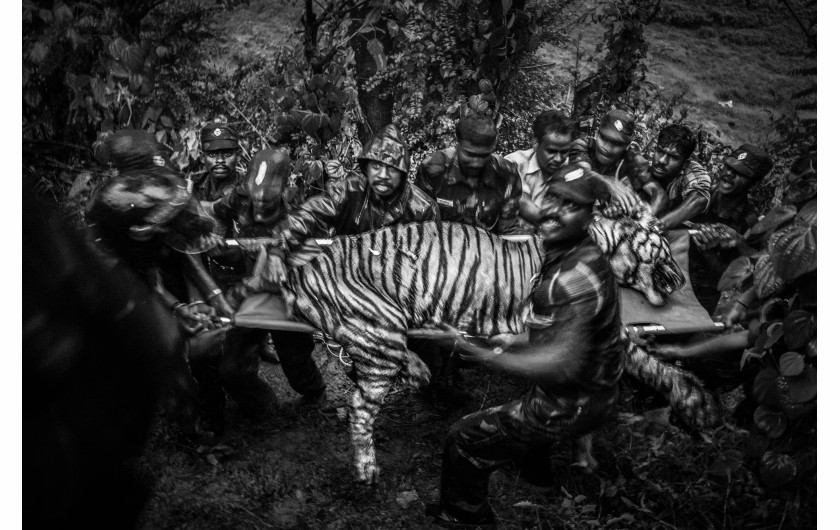 fot. Senthil Kumaran, Boundaries: Human-Tiger Conflict, nagroda WPP w okręgu azjatyckimTygrysy bengalskie, których populacja szacowana jest na ok. 3000 osobników uznane są w Indiach za gatunek zagrożony. Rozwój upraw i miast zmniejsza ich naturalne siedliska, ograniczając jednocześnie obszar polowań. Utrzymanie tubylczch wiosek na obrzeżach rezerwatów zależy często od zwierząt gospodarskich i rolnictwa. Konflikt pojawia się, gdy tygrysy zabijają zwierzęta gospodarskie, a czasem także ludzi.