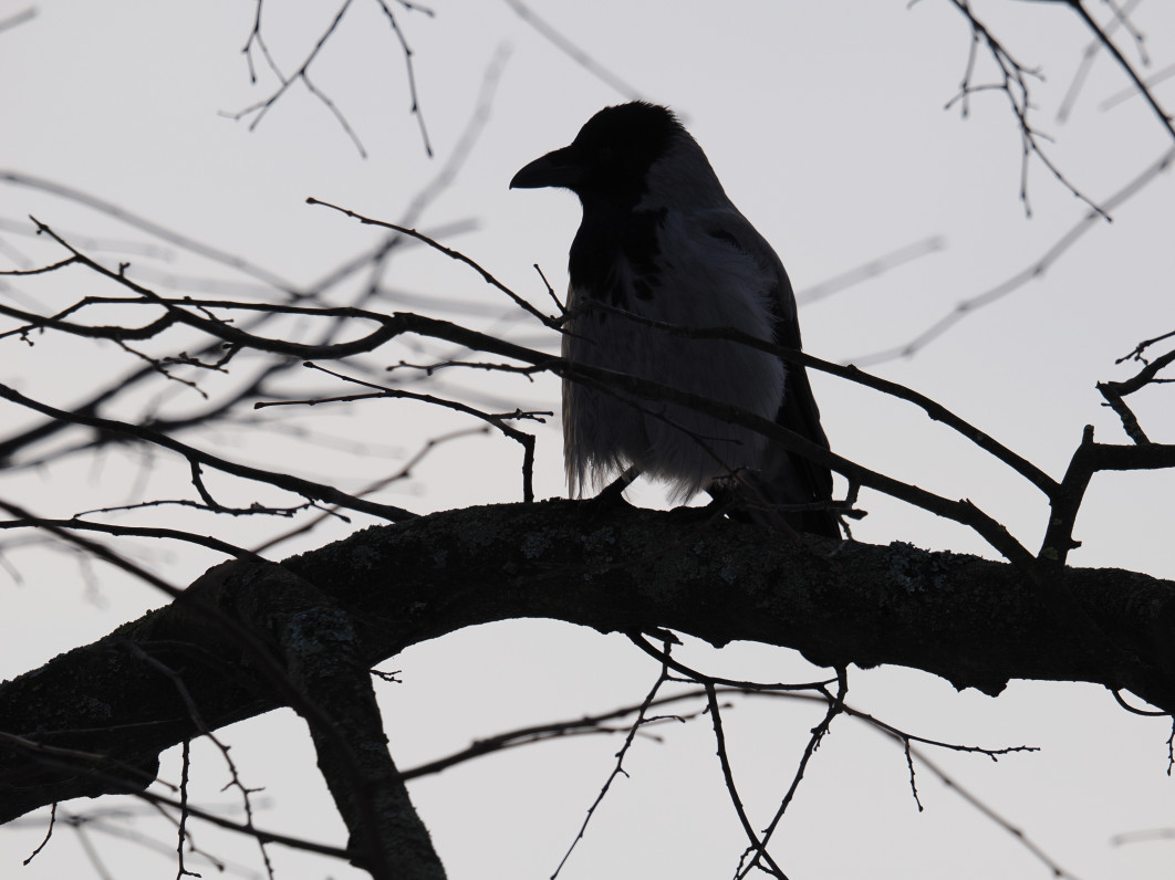 1/500 s, f/6.1, ISO 400, 400 mm