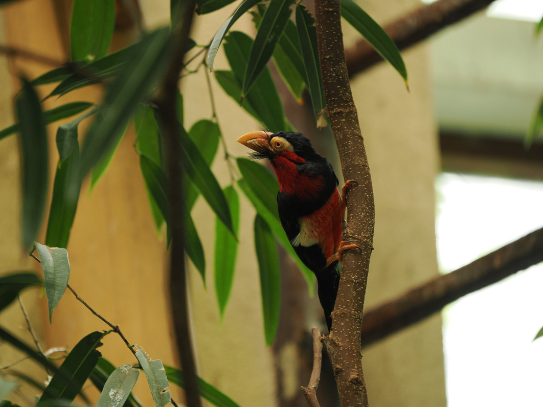 1/160 s, f/2.8, ISO 800, 200.0 mm