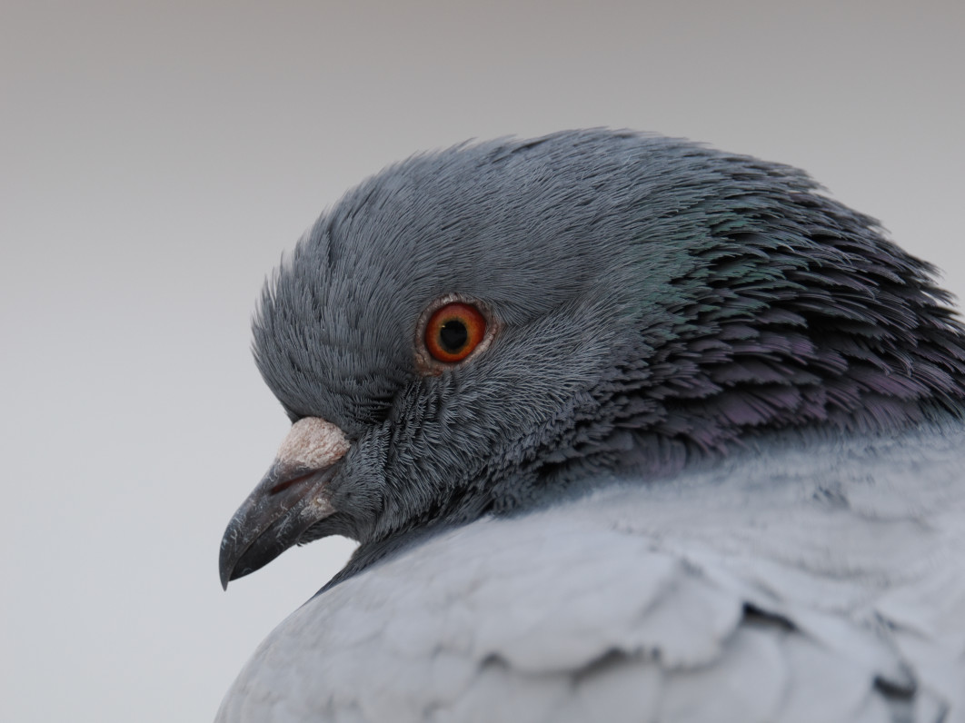 1/160 s, f/6.3, ISO 400, 600 mm