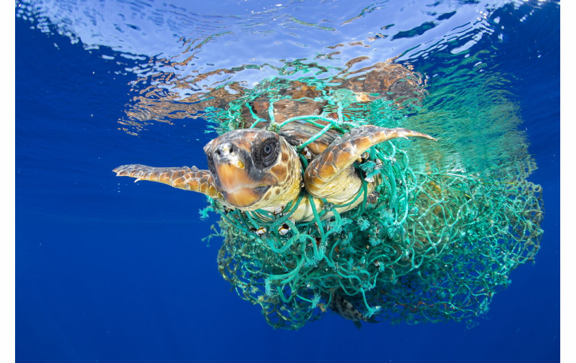 fot. Francis Pérez, Caretta Caretta Trapped, 1. miejsce w kategorii Nature / Singles.

Żółw morski zaplątany w sieci rybackie u wybrzeży Teneryfy, 8 czerwca 2016 roku.