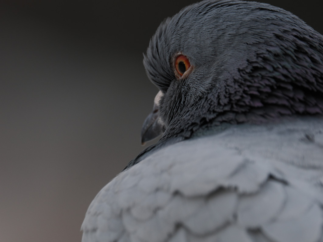 1/160 s, f/8, ISO 400, 600 mm
