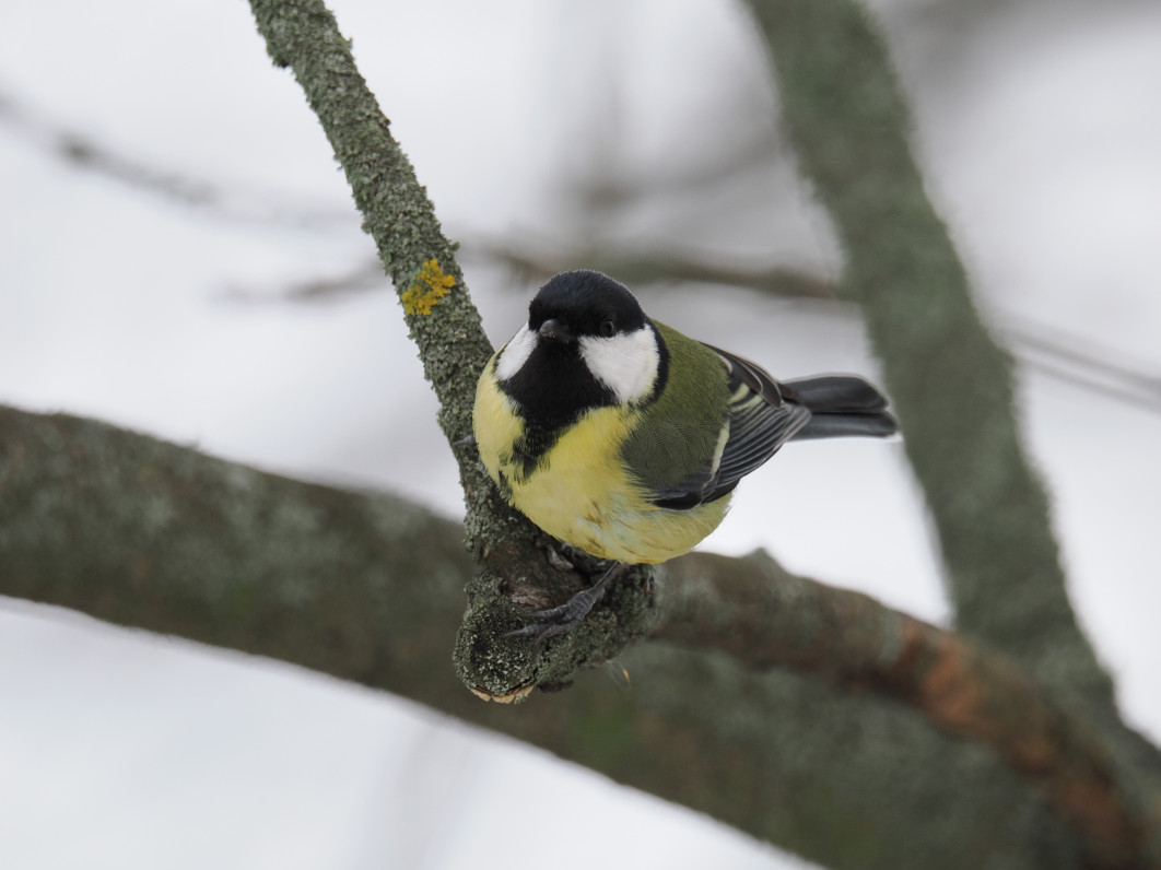 1/250 s, f/6.3, ISO 800, 600 mm