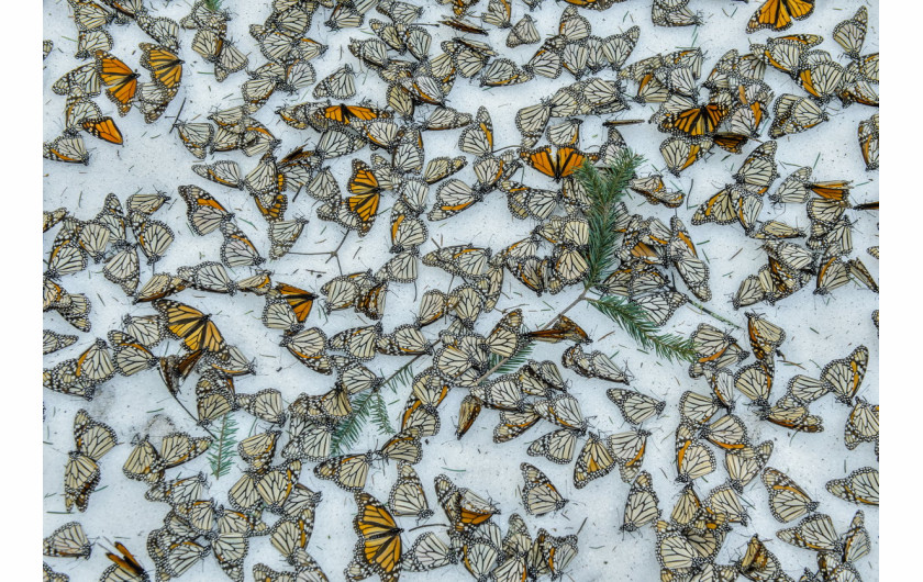 fot. Jaime Rojo, Monarchs In The Snow, 3. miejsce w kategorii Nature / Singles.

Martwe motyle w lesie El Rosario Butterfly Sanctuary w Michoacan w Meksyku. Owady zginęły w wyniki nieoczekiwanej śnieżycy, które nawiedziła region w marcu, gdy przygotowywały się do migracji do USA i Kanady.