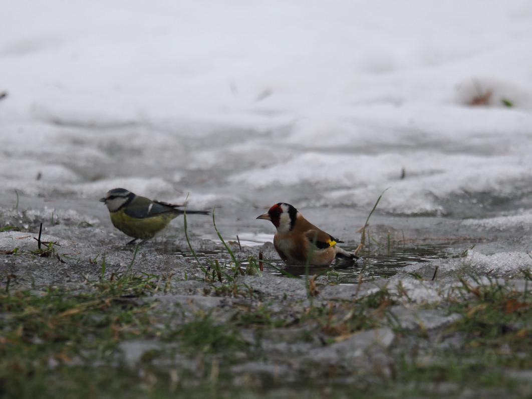 1/640 s, f/6.3, ISO 1600, 600 mm