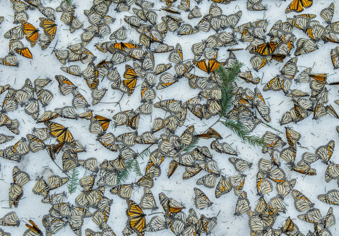 fot. Jaime Rojo, "Monarchs In The Snow", 3. miejsce w kategorii Nature / Singles.
Martwe motyle w lesie El Rosario Butterfly Sanctuary w Michoacan w Meksyku. Owady zginęły w wyniki nieoczekiwanej śnieżycy, które nawiedziła region w marcu, gdy przygotowywały się do migracji do USA i Kanady.