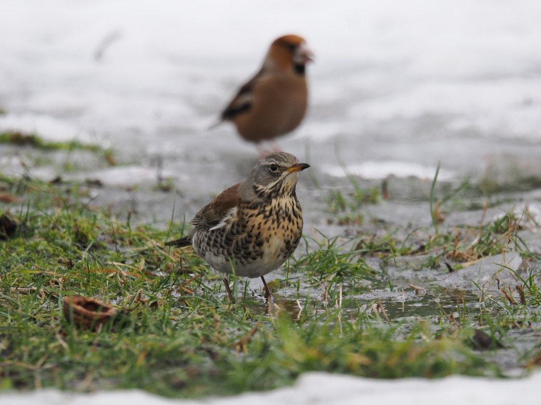 1/320 s, f/6.3, ISO 1600, 600 mm