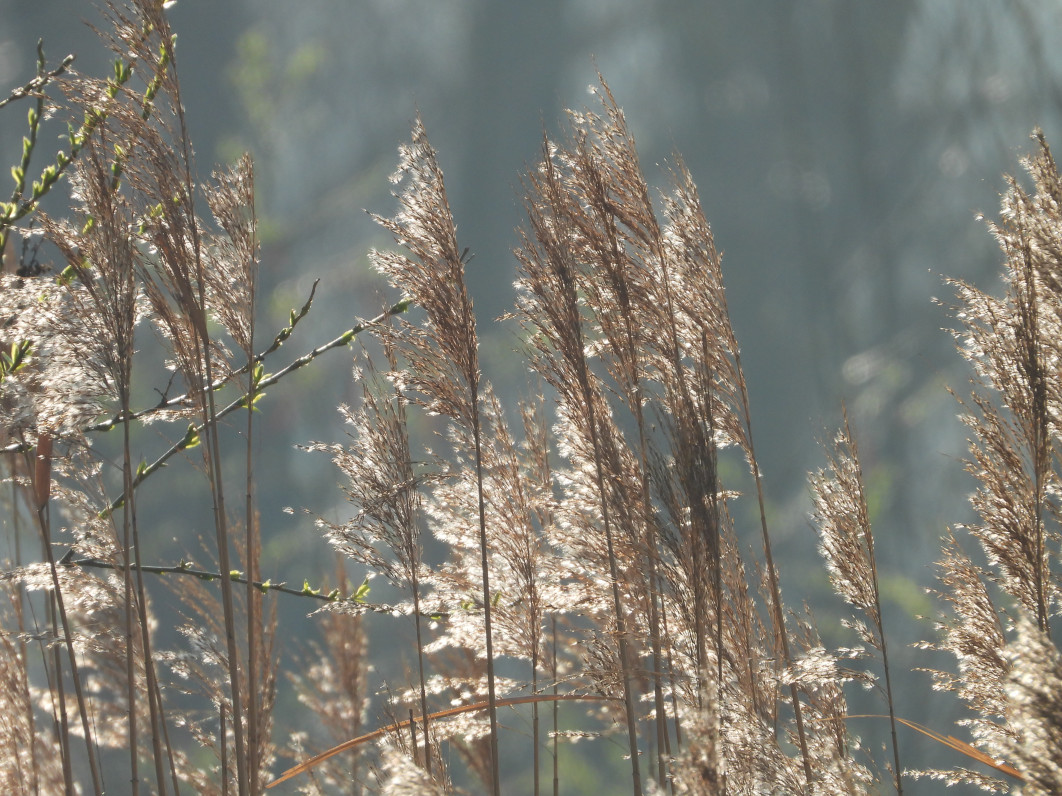 1/500 s, f/6.3, ISO 180, 1700 mm