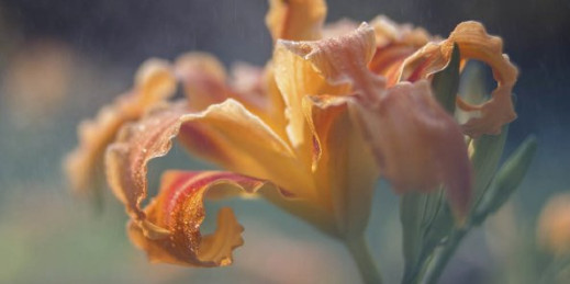 Lensbaby Composer Pro II z optyką Edge 50 – szkło dla kreatywnych fotografów