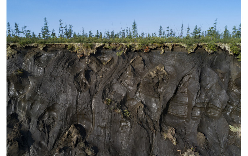 fot. Katie Orlinsky / National Geographic, z cyklu The Carbon Threat, 3. miejsce w kategorii EnvironmentNa skutek działalności człowieka arktyczna wieczna zmarzlina topnieje w dużo szybszym tempie niż przewidywali klimatolodzy. Topiąc się uwalniają związki węgla, a to dodatkowo przyspiesza globalne ocieplenie. Wieczna zmarzlina to zamarznięta gleba, która pokrywa 24% masy lądowej półkuli północnej, obejmując rozległe obszary terytorium na Alasce, Kanadzie, Syberii i Grenlandii. Jest to połączenie gleby, skał i piasku utrzymywane razem przez lód i zawierające duże ilości zamrożonego węgla roślinnego, który się nie rozkłada. W miarę topnienia wiecznej zmarzliny ten materiał gnije, uwalniając dwutlenek węgla i metan. Metan może być od 25 do 86 razy silniejszy niż CO2 jako gaz cieplarniany, w zależności od przedziału czasowego pomiaru. Odwilż dotyka ludzi mieszkających w regionie - szczególnie społeczności tubylcze, które żyją zgodnie z wielowiekowym stylem życia. Rozmarzanie wiecznej zmarzliny osłabia fundamenty domów i powoduje podtopienia piwnic lodowych (domowe zamrażarki wykopane w wiecznej zmarzlinie).