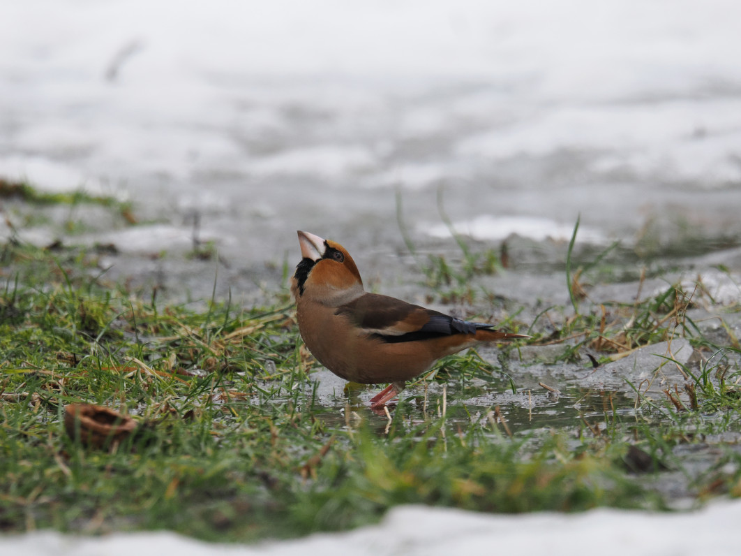 1/400 s, f/6.3, ISO 1600, 600 mm