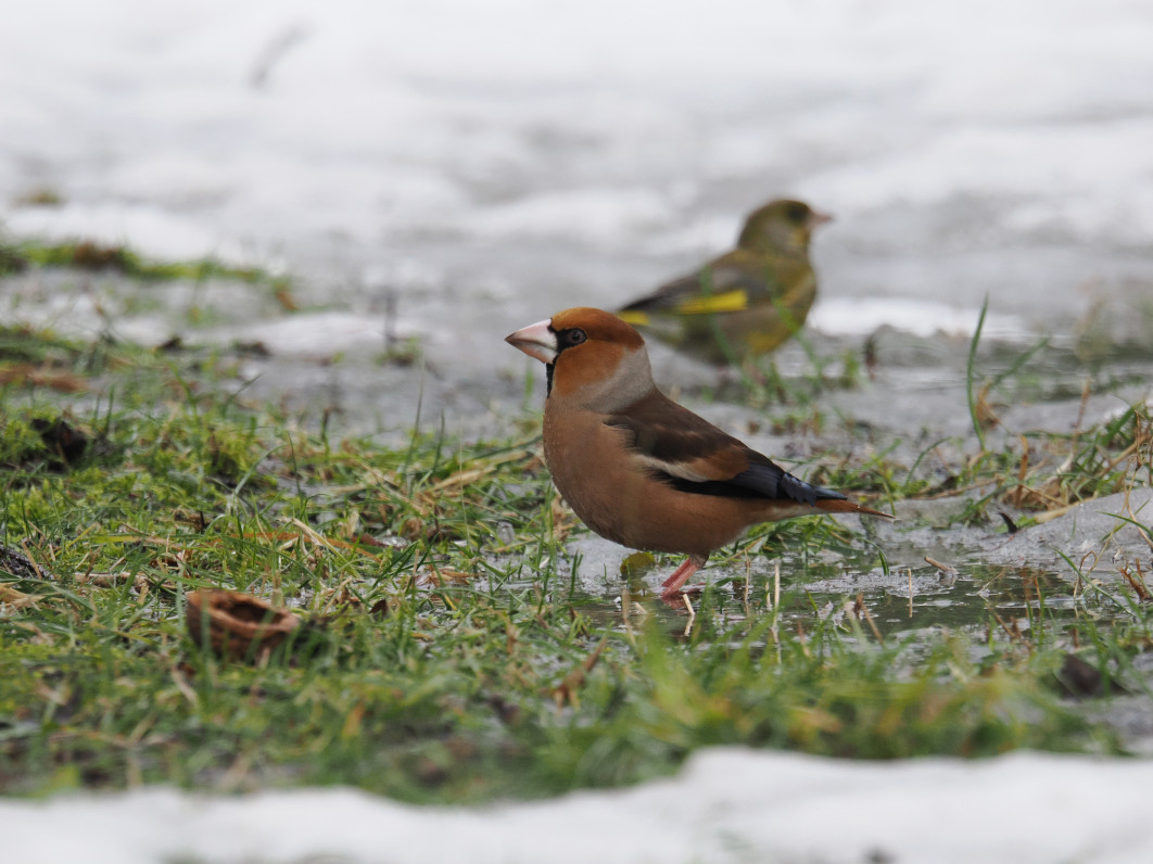 1/320 s, f/6.3, ISO 1600, 600 mm