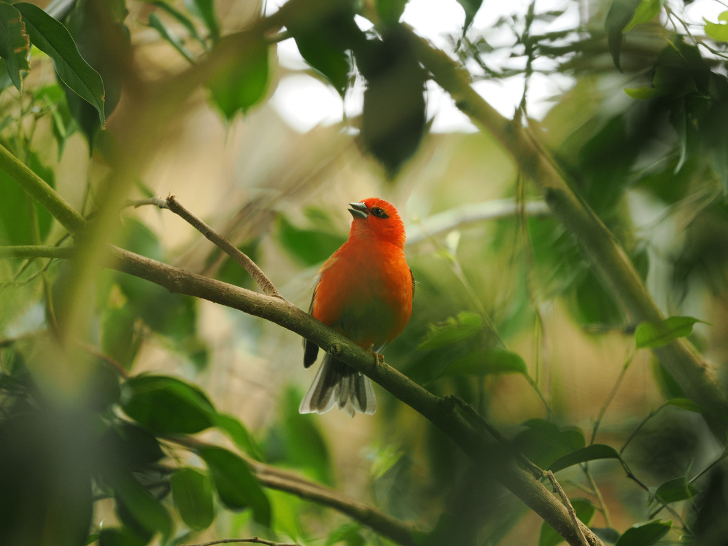 1/125 s, f/2.8, ISO 800, 200.0 mm