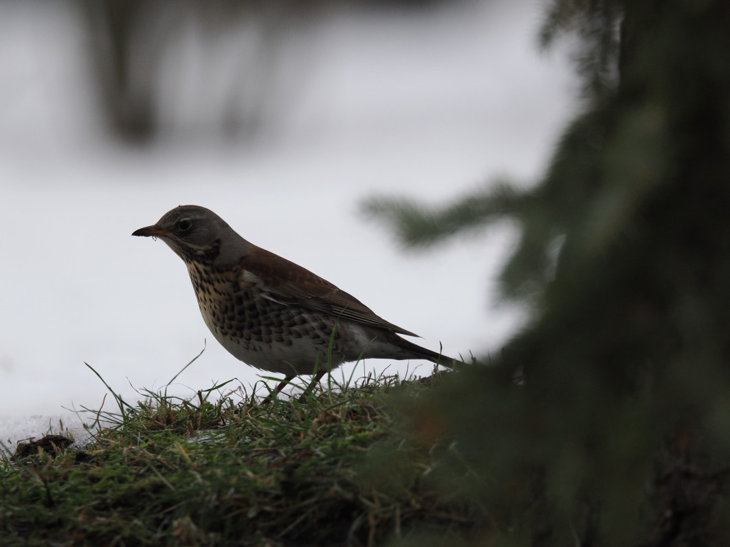 1/800 s, f/6.3, ISO 1600, 600 mm