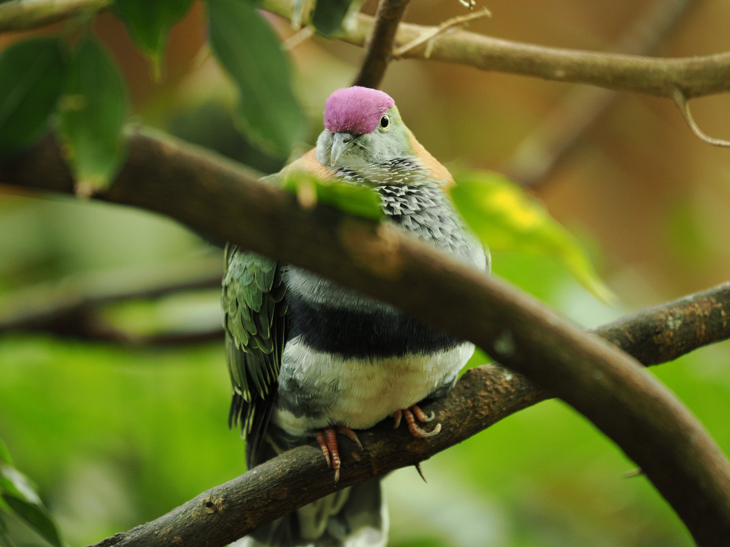 1/50 s, f/2.8, ISO 800, 200.0 mm