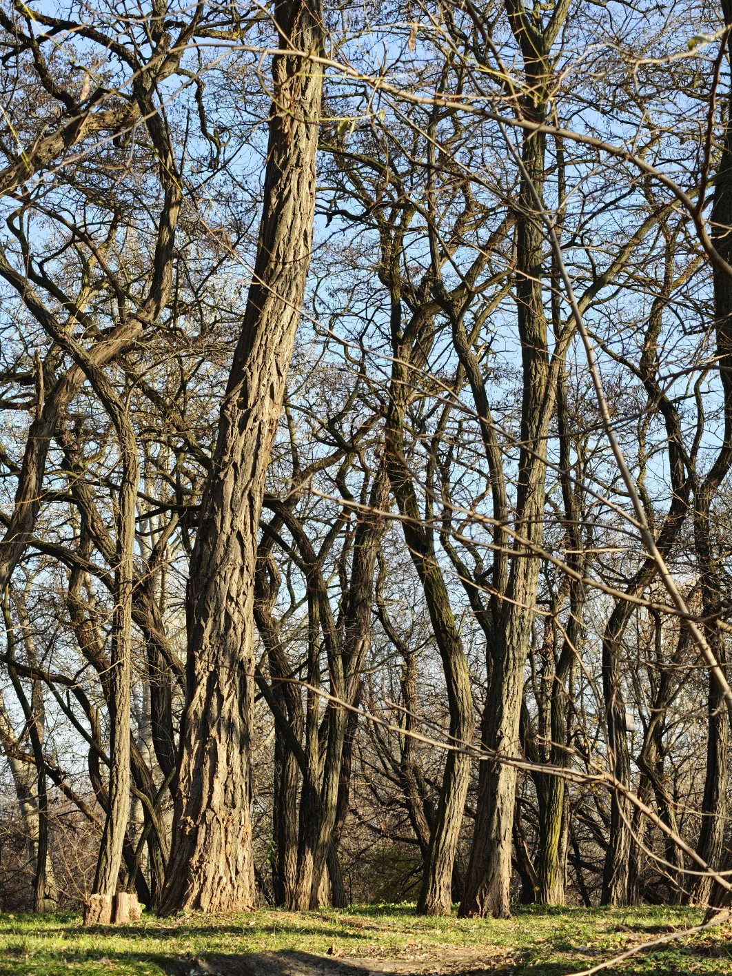 Moduł tele (73 mm)