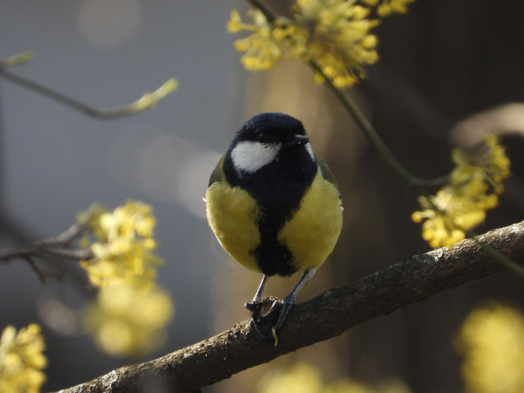 1/250 s, f/7.1, ISO 400, 2400 mm