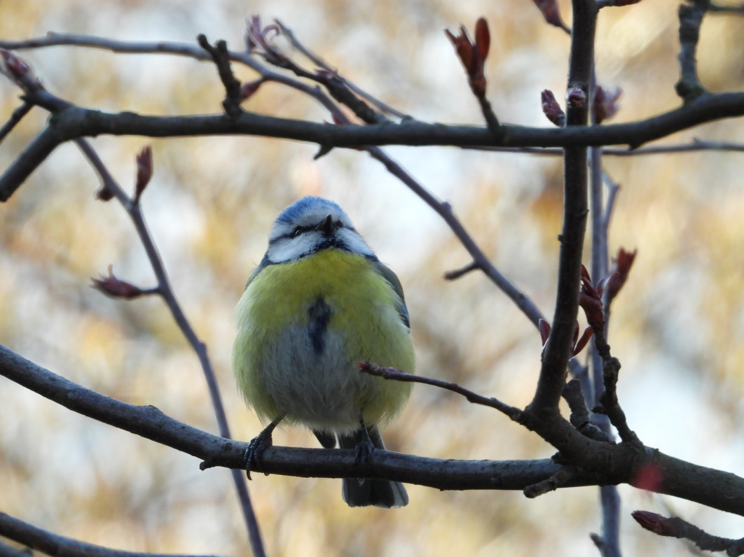 1/200 s, f/8, ISO 400, 1600 mm