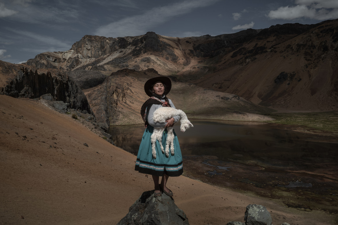 fot. Alessandro Cinque, Pulitzer Center, National Geographic, nominacja z regionu Ameryki Południowej / World Press Photo 2023<br></br><br></br>Niezwykle ważne dla życia ludzi w peruwiańskich Andach alpaki stają przed nowymi wyzwaniami związanymi z kryzysem klimatycznym. Wraz z kurczeniem się naturalnych pastwisk i cofaniem się lodowców, zwierzęta te mają coraz większe problemy z wypasem i nawodnieniem. Z kolei społeczności alpaquero (hodowców alpak) mogą zostać zmuszone do przeniesienia się na większe wysokości lub do porzucenia swojego stylu życia. Aby zwalczyć te trudności, naukowcy mają nadzieję na rozwiązanie problemu poprzez stworzenie ras bardziej odpornych na ekstremalne temperatury. Jury doceniło sposób, w jaki historia ta naświetla, jak kultura i tożsamość są głęboko splecione ze środowiskiem.