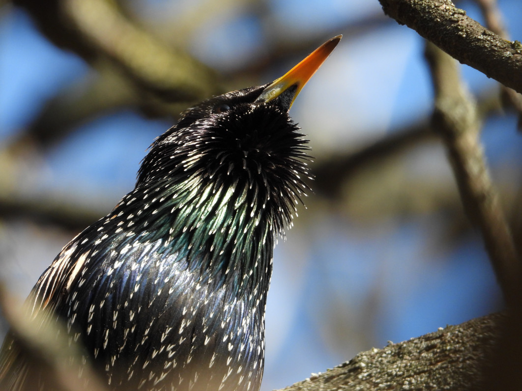 1/500 s, f/6.3, ISO 360, 1600 mm