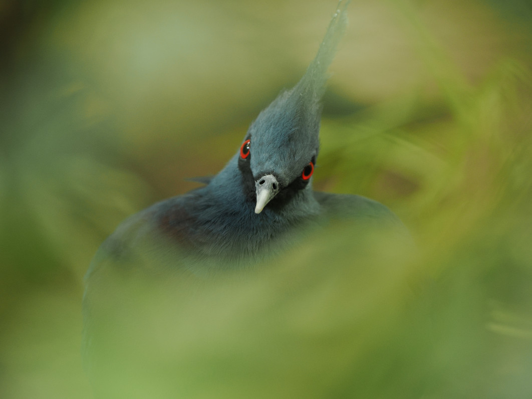 1/40 s, f/2.8, ISO 800, 200.0 mm