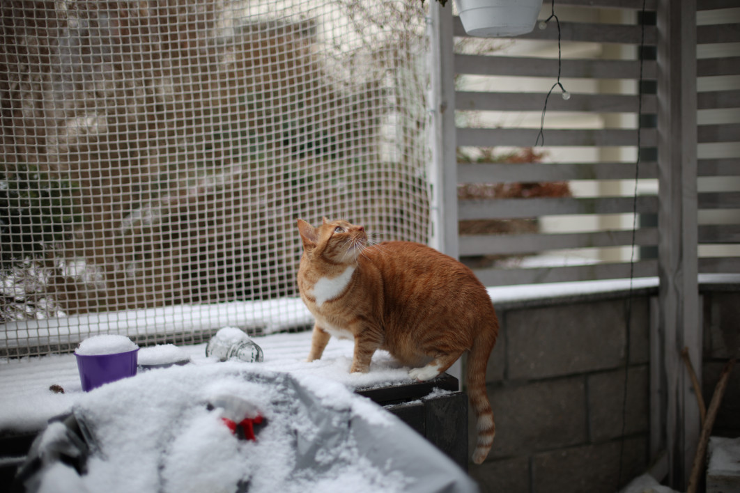 1/1000 s, f/1.2, ISO 100, 45.0 mm