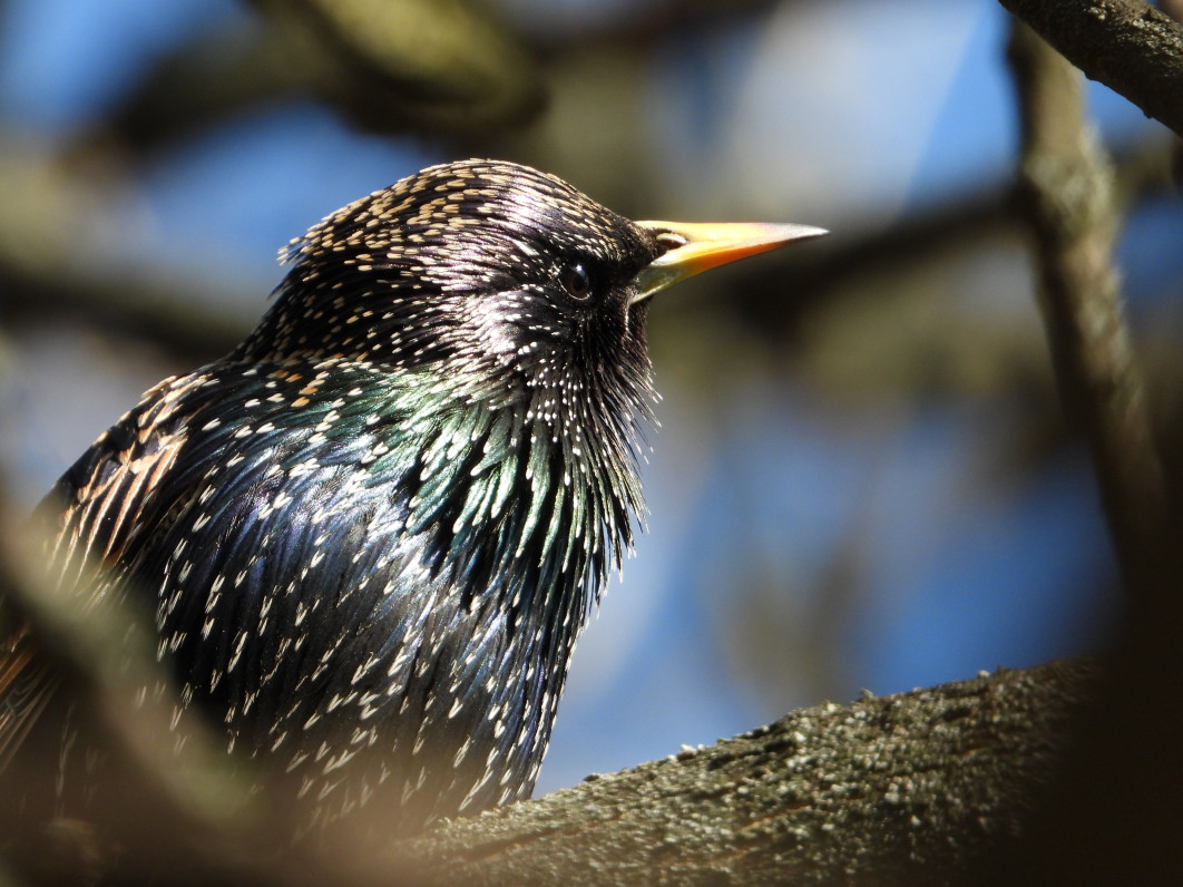 1/500 s, f/6.3, ISO 280, 1600 mm