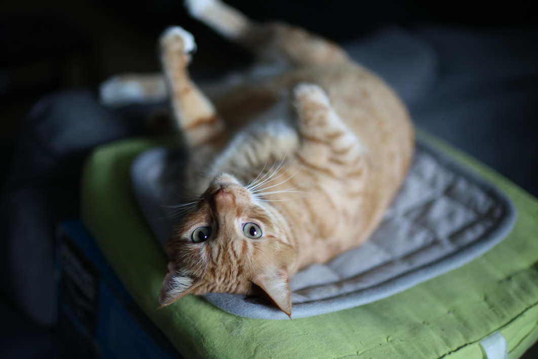 1/1000 s, f/1.2, ISO 1600, 45.0 mm
