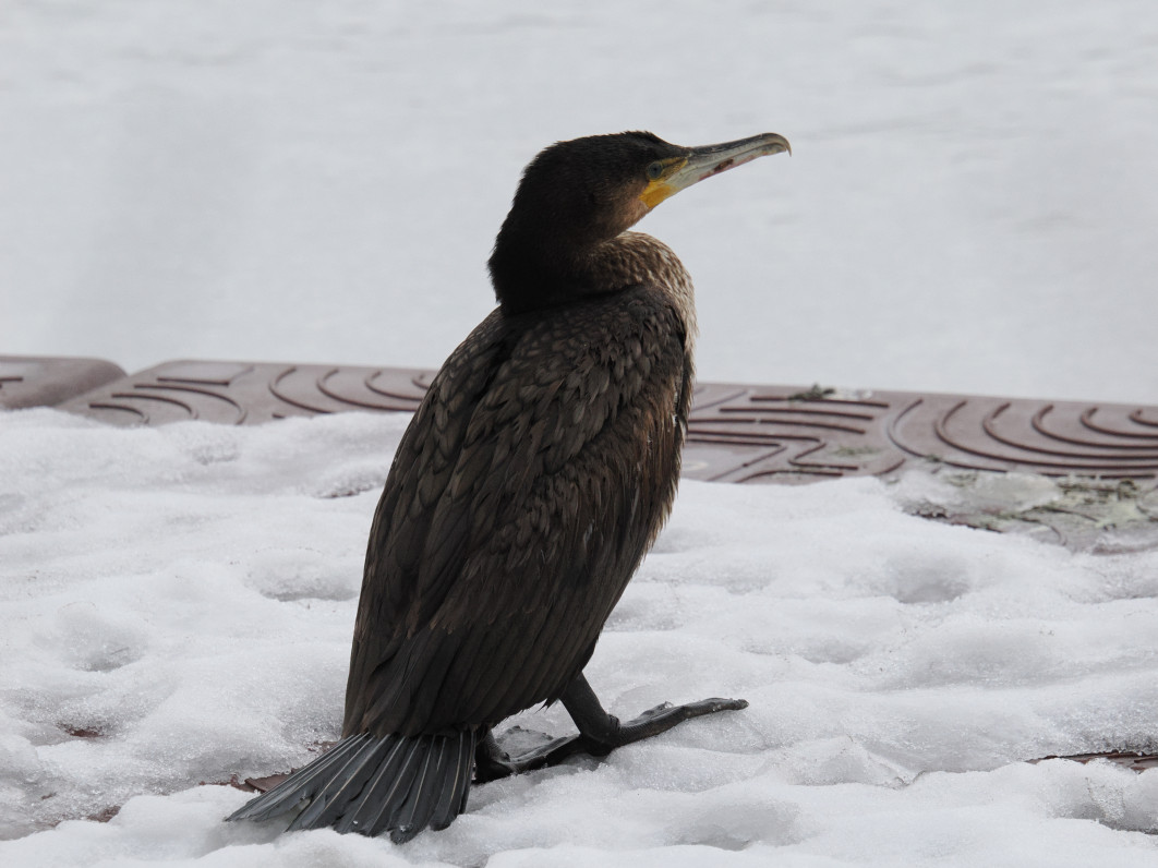 1/320 s, f/8, ISO 1600, 500 mm
