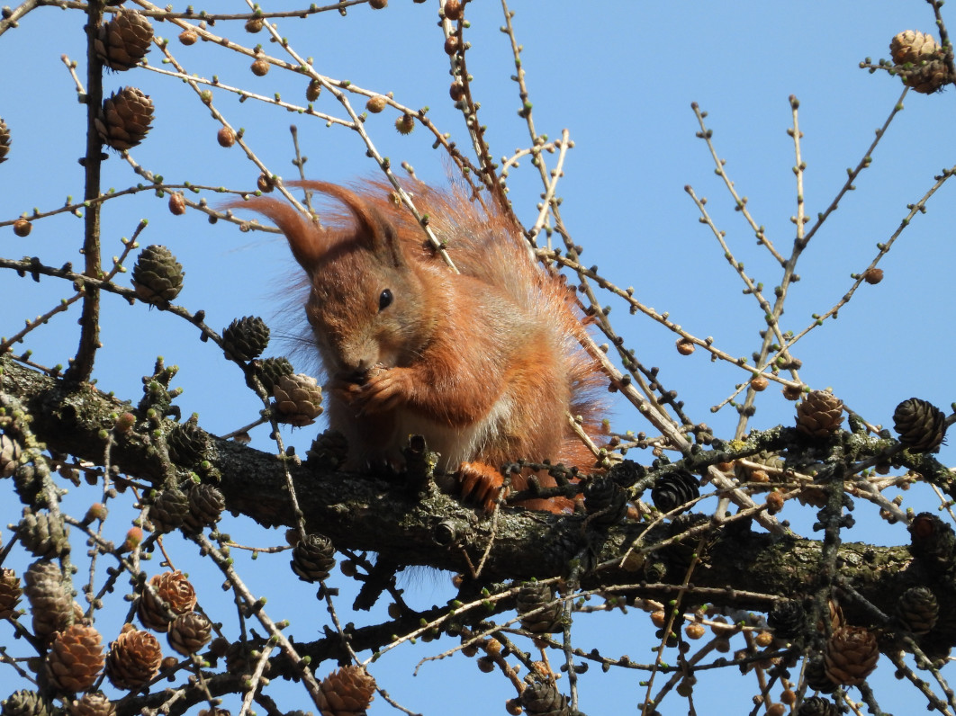 1/500 s, f/8, ISO 320, 2000 mm