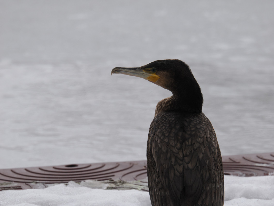 1/250 s, f/8, ISO 800, 600 mm