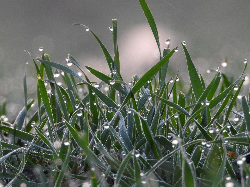 1/60 s, f/6.3, ISO 800, 1200 mm
