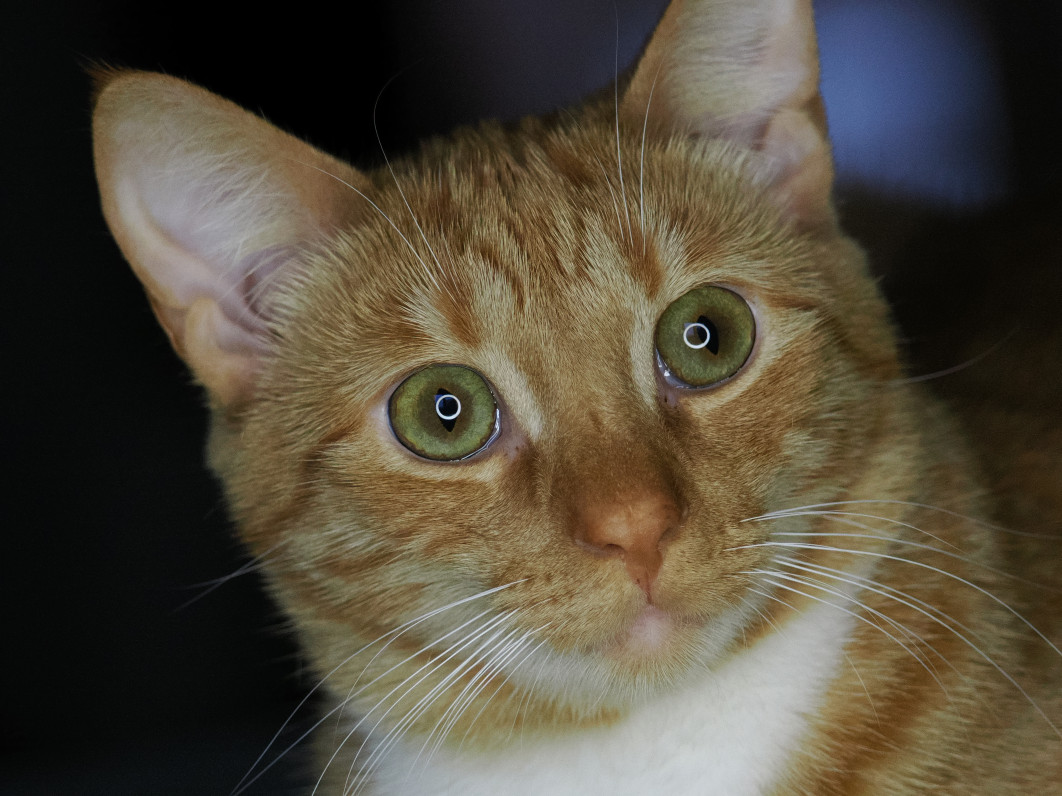 1/320 s, f/5, ISO 6400, 150 mm