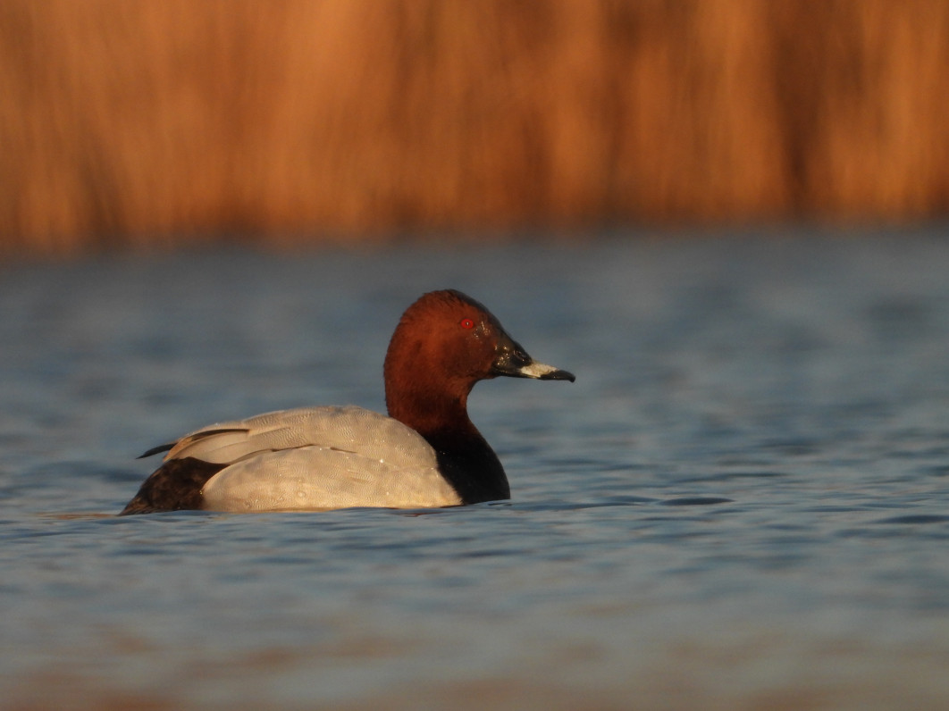1/500 s, f/8, ISO 360, 3000 mm