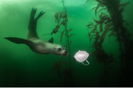 fot. Ralph Pace, USA, "California Sea Lion Plays with Mask", 1 miejsce w kategorii Środowisko - zdjęcie pojedyncze / World Press Photo 2021<br></br><br></br>Ciekawski lew morski podpływa w kierunku maseczki w Breakwater w Monterey, Kalifornia, USA, 19 listopada 2020 r.<br></br><br></br>Kalifornijskie lwy morskie (Zalophus californianus) to zabawne zwierzęta, pochodzące z zachodniej części Ameryki Północnej. Dzięki restrykcjom związanym z COVID-19 w całej Kalifornii rezerwaty dzikiej przyrody stały się popularnym celem lokalnych podróży.<br></br><br></br>W wielu krajach noszenie masek na twarz na zewnątrz jest obowiązkowe. Podobne miejsca na całym świecie zostały zaśmiecone porzuconymi maskami. BBC donosi, że każdego miesiąca podczas pandemii zużywa się 129 miliardów jednorazowych masek na twarz i 65 miliardów jednorazowych rękawiczek. Takie środki ochrony osobistej mogą być mylone z pożywieniem przez ptaki, ryby, ssaki morskie i inne zwierzęta. Środki ochrony zawierają również plastik, a więc przyczyniają się do powstania ośmiu milionów ton plastiku, które każdego roku trafiają do oceanów.<br></br><br></br>Według World Animal Protection szacuje się, że każdego roku około 136 000 fok, lwów morskich i wielorybów umiera z powodu plątania się w plastiku. Maski chirurgiczne z czasem rozpadają się na miliony mikroplastików, które są zjadane przez ryby i inne zwierzęta, a tym samym przenoszą zanieczyszczenia z powrotem do łańcucha pokarmowego, potencjalnie dotykając również ludzi.