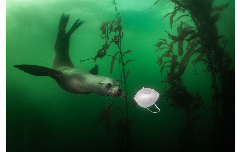 fot. Ralph Pace, USA, California Sea Lion Plays with Mask, 1 miejsce w kategorii Środowisko - zdjęcie pojedyncze / World Press Photo 2021Ciekawski lew morski podpływa w kierunku maseczki w Breakwater w Monterey, Kalifornia, USA, 19 listopada 2020 r.Kalifornijskie lwy morskie (Zalophus californianus) to zabawne zwierzęta, pochodzące z zachodniej części Ameryki Północnej. Dzięki restrykcjom związanym z COVID-19 w całej Kalifornii rezerwaty dzikiej przyrody stały się popularnym celem lokalnych podróży.W wielu krajach noszenie masek na twarz na zewnątrz jest obowiązkowe. Podobne miejsca na całym świecie zostały zaśmiecone porzuconymi maskami. BBC donosi, że każdego miesiąca podczas pandemii zużywa się 129 miliardów jednorazowych masek na twarz i 65 miliardów jednorazowych rękawiczek. Takie środki ochrony osobistej mogą być mylone z pożywieniem przez ptaki, ryby, ssaki morskie i inne zwierzęta. Środki ochrony zawierają również plastik, a więc przyczyniają się do powstania ośmiu milionów ton plastiku, które każdego roku trafiają do oceanów.Według World Animal Protection szacuje się, że każdego roku około 136 000 fok, lwów morskich i wielorybów umiera z powodu plątania się w plastiku. Maski chirurgiczne z czasem rozpadają się na miliony mikroplastików, które są zjadane przez ryby i inne zwierzęta, a tym samym przenoszą zanieczyszczenia z powrotem do łańcucha pokarmowego, potencjalnie dotykając również ludzi.