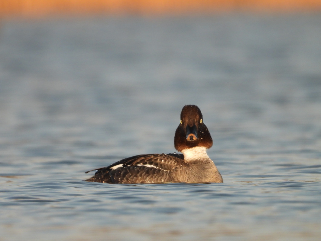 1/400 s, f/8, ISO 400, 2600 mm